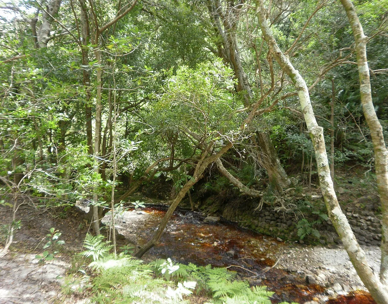 Indigenous forest stream at Harold Porter Botanical Garden, Betty's Bay