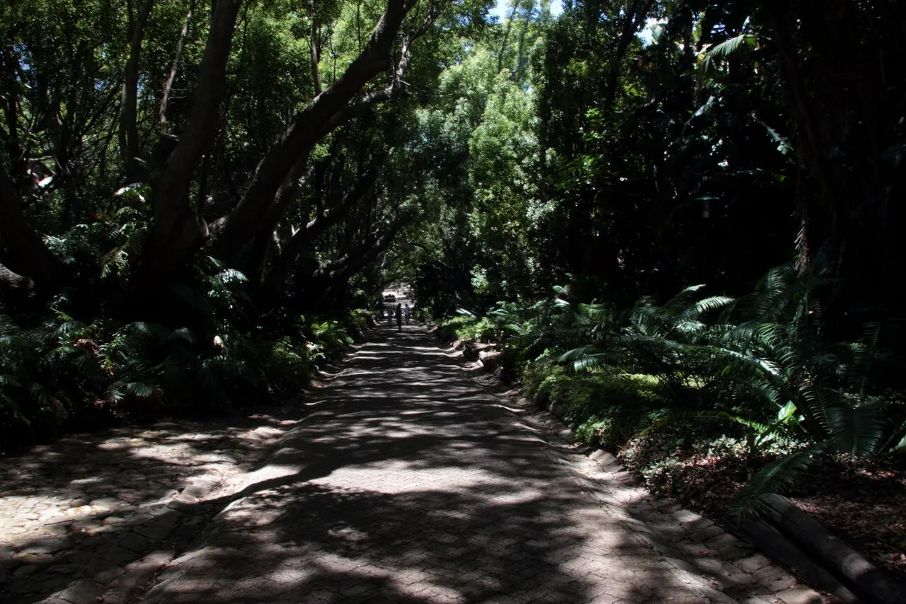 Shaded garden path beneath a tree canopy