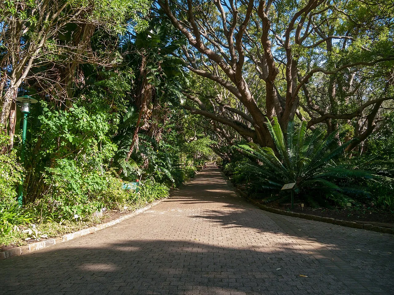 Sunlit garden walkway beneath a tree canopy
